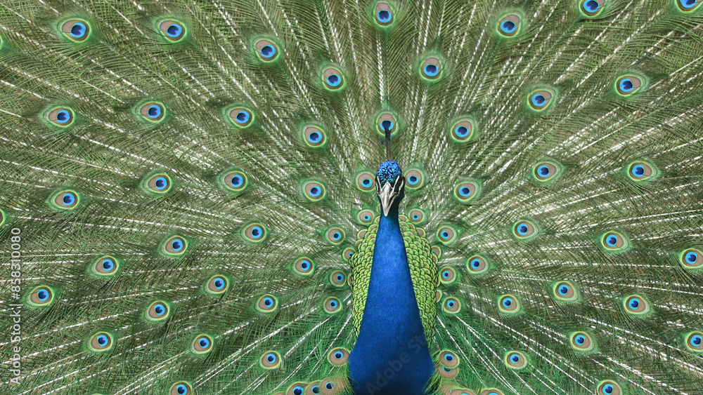 Obraz premium A peacock with its tail feathers fully fanned out, displaying vibrant blue, green, and gold hues with intricate eye-like patterns. The bird stands proudly, showcasing its elaborate plumage