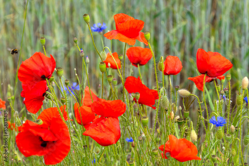 Mohn