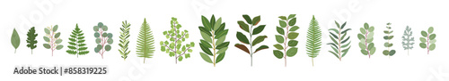 Wedding greenery collection. Set of magnolia, eucalyptus, bay, salal, fern, lemon, olive natural leaves. Hand drawn vector illustration