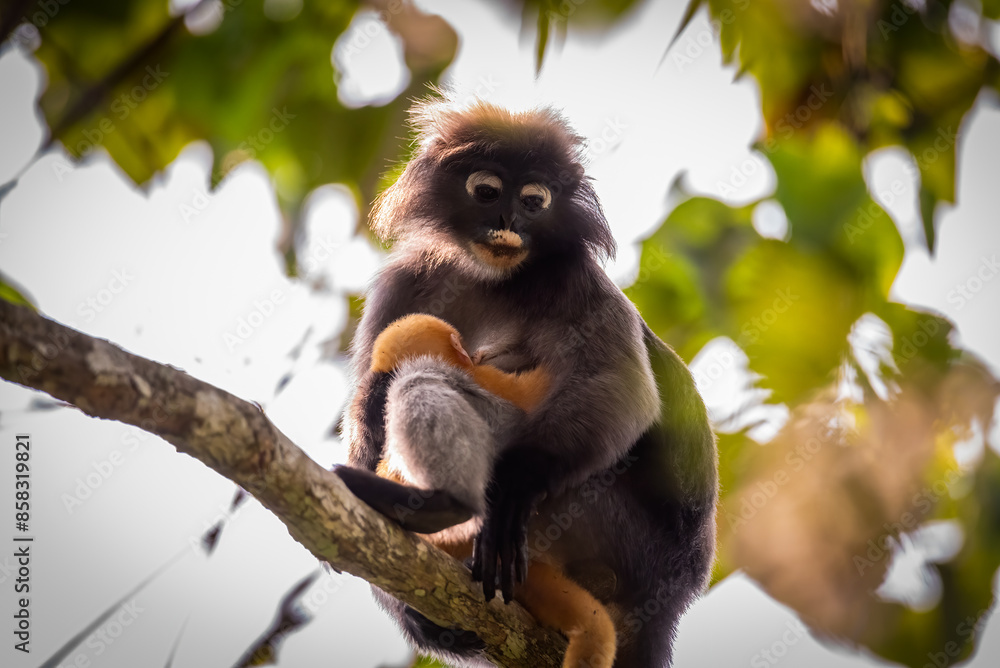 Obraz premium Leaf Monkeys or Dusky Langur and mother who are living in the forest,