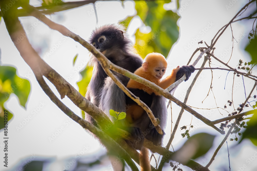 Fototapeta premium Leaf Monkeys or Dusky Langur and mother who are living in the forest,