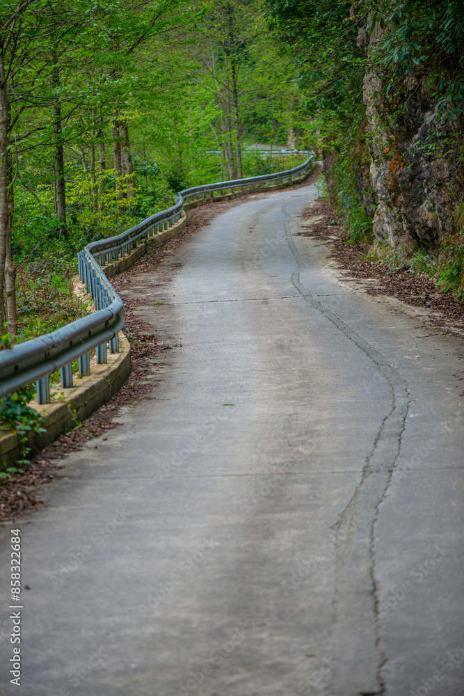 Fototapeta premium Serene Pathway: A Beautiful Road Through Dense Nature