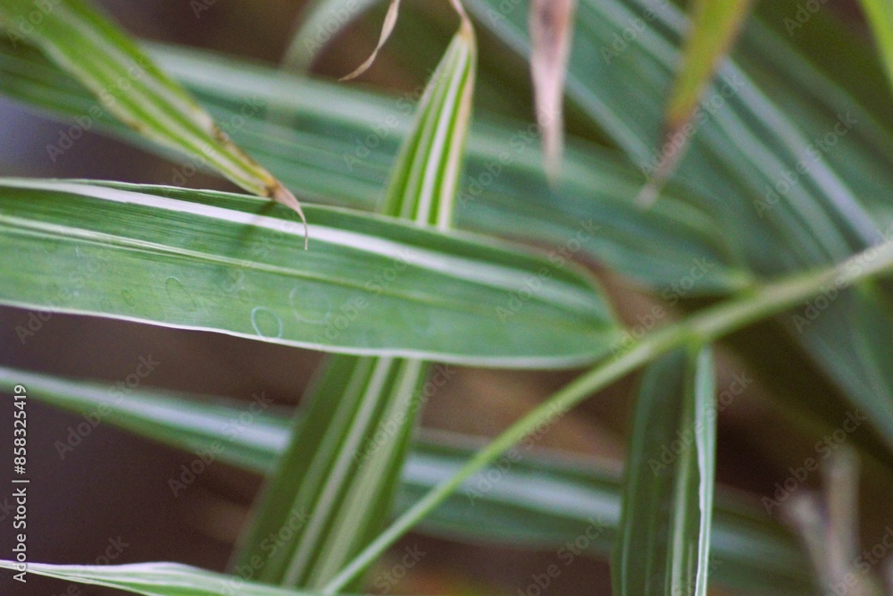 Obraz premium aloe vera plant in the garden
