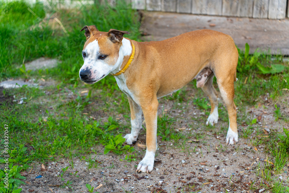 Handsome American Staffordshire Terrier with Yellow Collar Outdoors. Brown and White Dog Wearing Yellow Collar by Wooden Door Handsome American Staffordshire Terrier with Yellow Collar Outdoors. Brown and White Dog Wearing Yellow Collar by Wooden Door