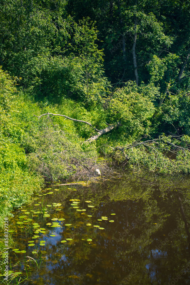 Quiet River with Lily Pads and Overhanging Green Vegetation. Tranquil Nature Scene Capturing the Beauty of a Forest River.