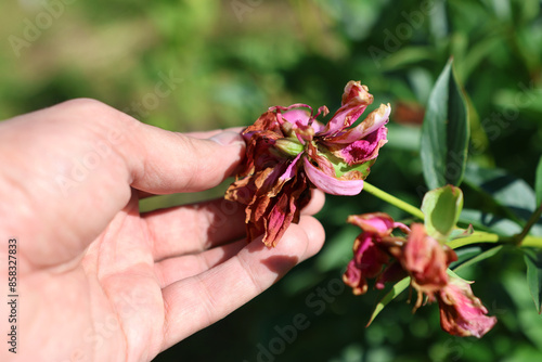 Fototapeta Naklejka Na Ścianę i Meble -  A faded peony flower in the garden. Gardening. Growing flowers.