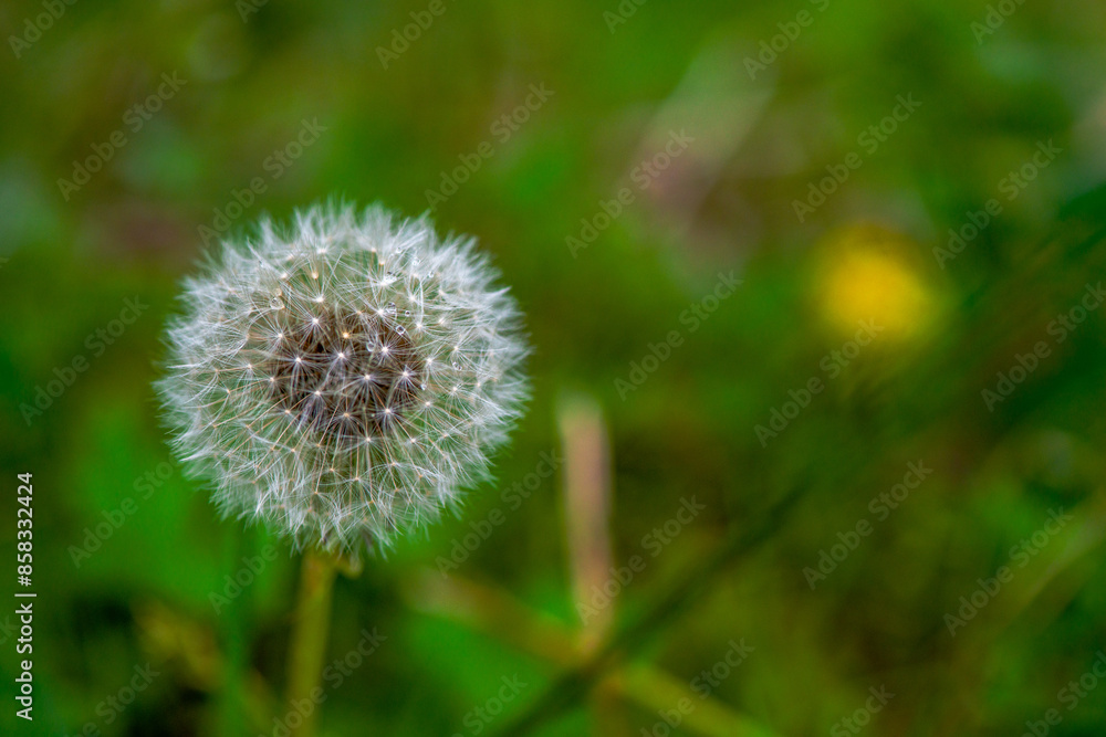 Ethereal Whispers: Macro Photo of a Dandelion Ethereal Whispers: Macro Photo of a Dandelion