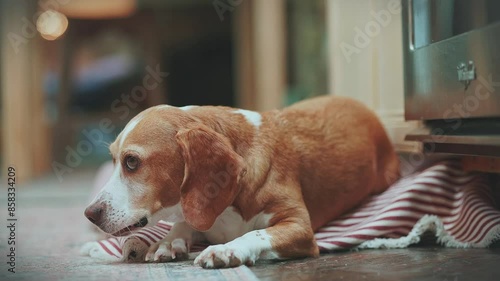 cute beagle dog getting treats and expecting more in 'down' position