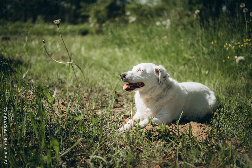 Portrait of a dog lying in the grass in sunlight. Summer, vacation good sunny weather. Portrait of a dog lying in the grass in sunlight. Summer, vacation good sunny weather.