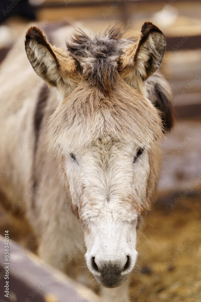 Donkey up close in a spacious pen, peacefully grazing, surrounded by wooden fencing. Vertical photo Donkey up close in a spacious pen, peacefully grazing, surrounded by wooden fencing. Vertical photo