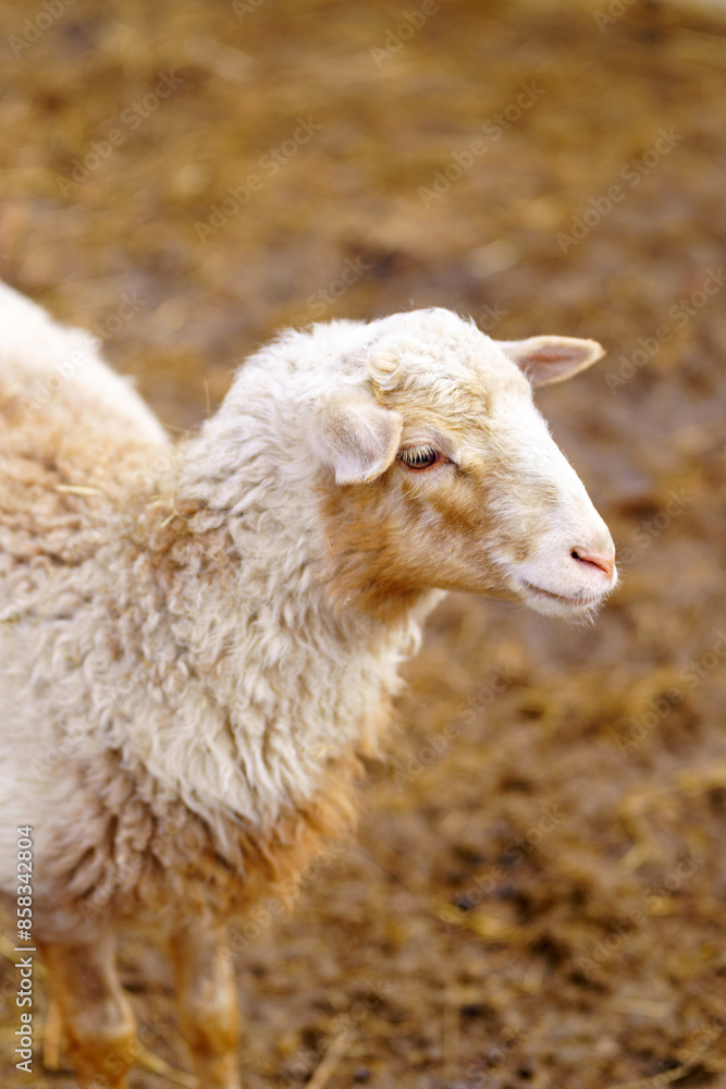 Naklejka premium Sheep peacefully stands surrounded by golden hay in a farm pen, showcasing a serene and idyllic rural scene. Vertical photo