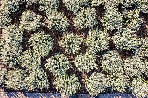 Bunte Heidekräuter in einem Beet von oben gesehenh