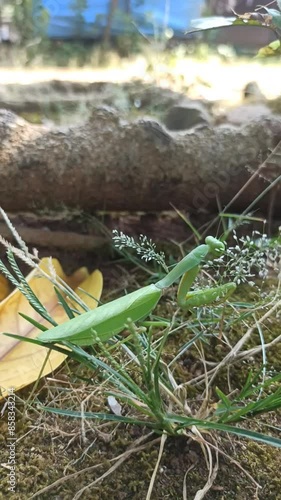 The European mantis is a large hemimetabolic insect in the family Mantidae, which is the largest family of the order Mantodea. photo