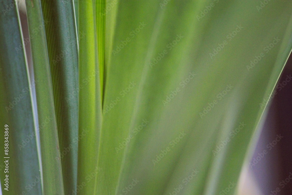leaf background leaf background