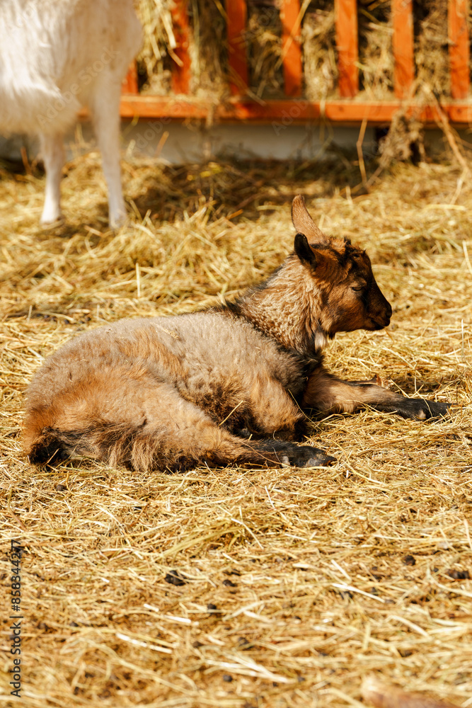 Goat peacefully grazing in field under the warm sunlight, showcasing its beauty and tranquility. Goat peacefully grazing in field under the warm sunlight, showcasing its beauty and tranquility.