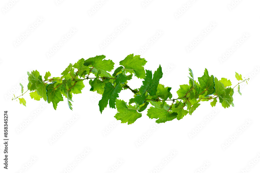leaf vine Isolate on transparent background PNG file leaf vine Isolate on transparent background PNG file