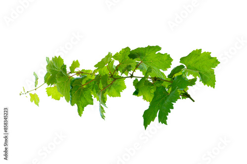 Wallpaper Mural leaf vine Isolate on transparent background PNG file Torontodigital.ca