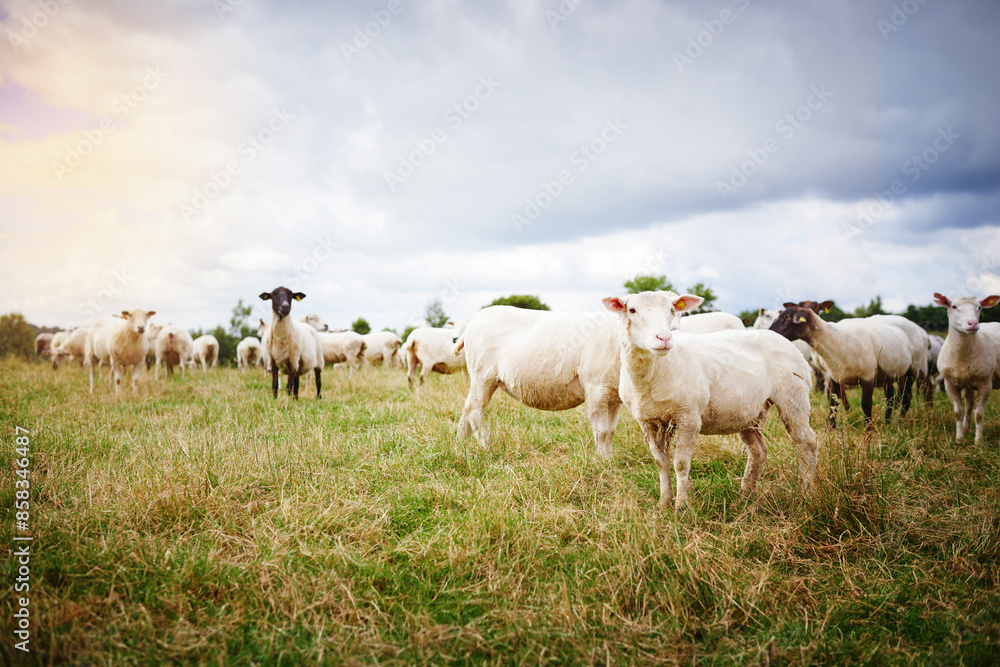 Fototapeta premium Nature, field and sheep on farm in outdoor, countryside and pasture environment for protection of exporting. Animal, grass and livestock agriculture for farming or slaughter, sustainability and wool.