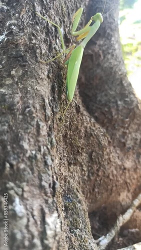 The European mantis is a large hemimetabolic insect in the family Mantidae, which is the largest family of the order Mantodea. photo