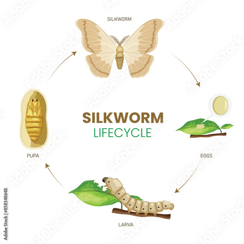 From Egg to Silk Exploring the Fascinating Lifecycle of Silkworms