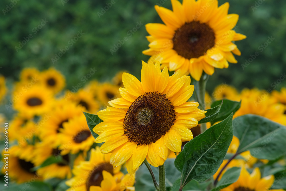 Sunflowers in Northern Blossoms garden in Atok Benguet Philippines. Sunflowers in Northern Blossoms garden in Atok Benguet Philippines.