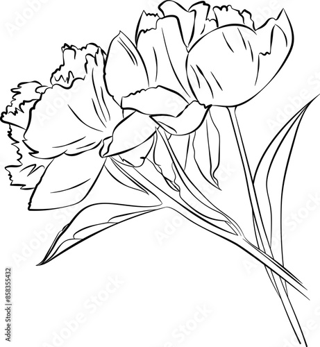 Peony flower vector outline silhouette monochrome illustration, eps clipart isolated on transparent background. Floral drawing for logo, cosmetic, poster. Botanical hand drawn black and white sketch