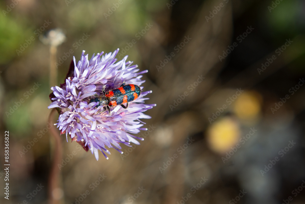 Checkered beetle (Trichodes leucopsideus) Checkered beetle (Trichodes leucopsideus)
