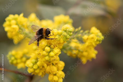 Wallpaper Mural Bee taking pollen from a yellow flowers. Macro insect photography. Blur background. Copy space. Horizontal view. Torontodigital.ca