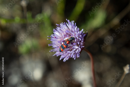 Wallpaper Mural Checkered beetle (Trichodes leucopsideus) Torontodigital.ca