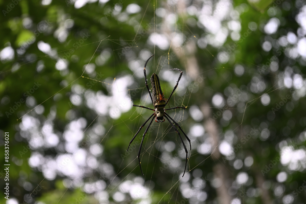 A female giant golden orb weaver spider sits on its web with a male spider on top of its abdomen A female giant golden orb weaver spider sits on its web with a male spider on top of its abdomen