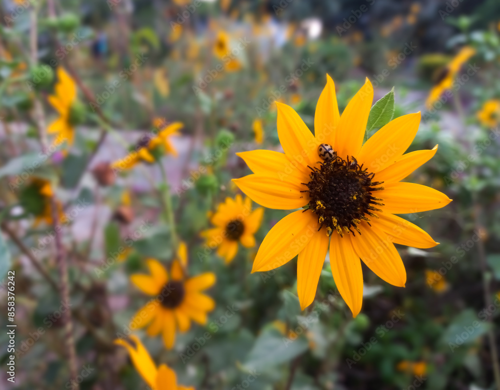 Fototapeta premium Common sunflower looking very beautiful like real big sunflower