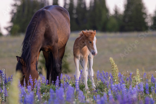 Foto Wild Horse Mare and Foal in Summer in the Pryor Mountains Montana