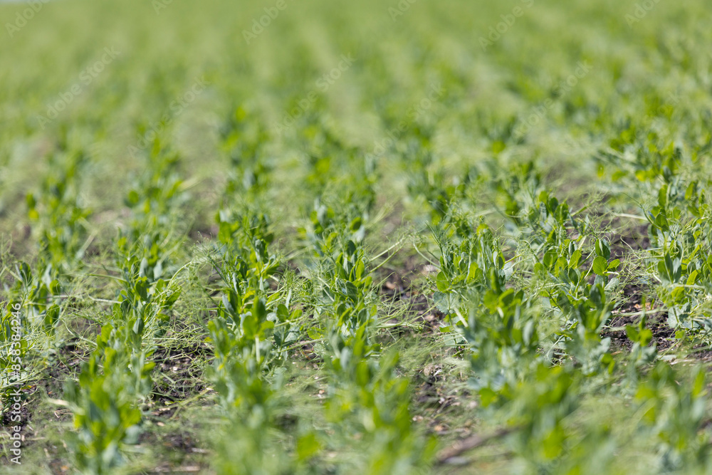 Field with rows of green sprouts Field with rows of green sprouts