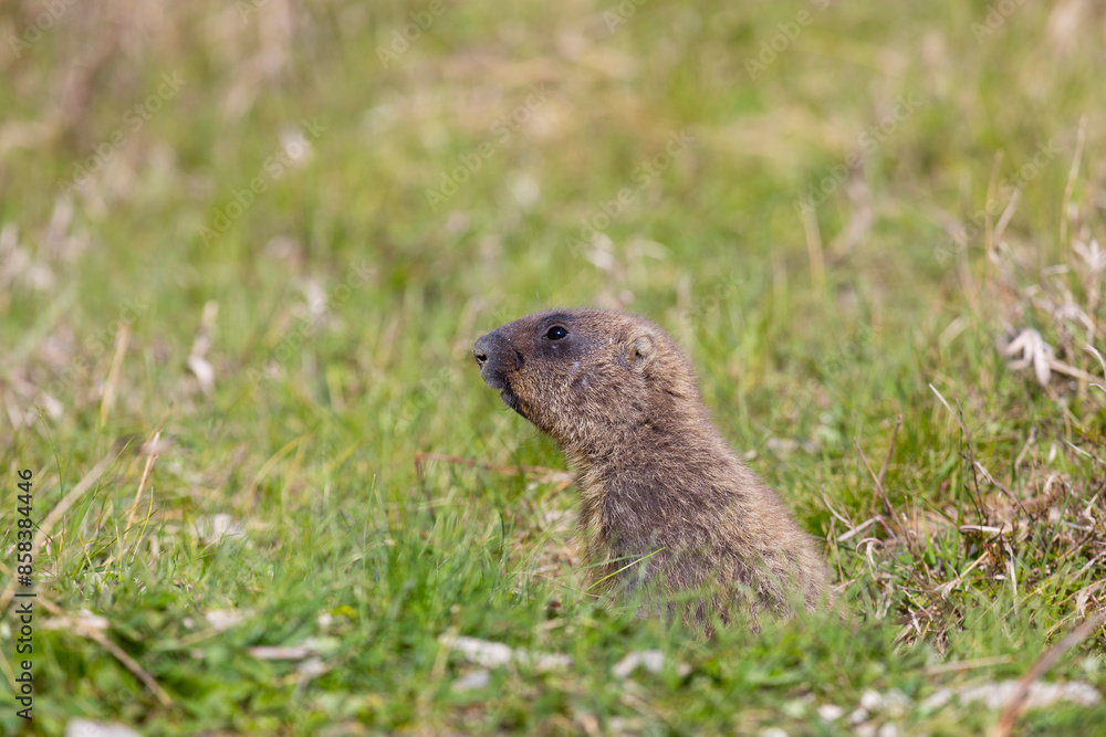 Bobak marmot stand on a grass on summer day Bobak marmot stand on a grass on summer day