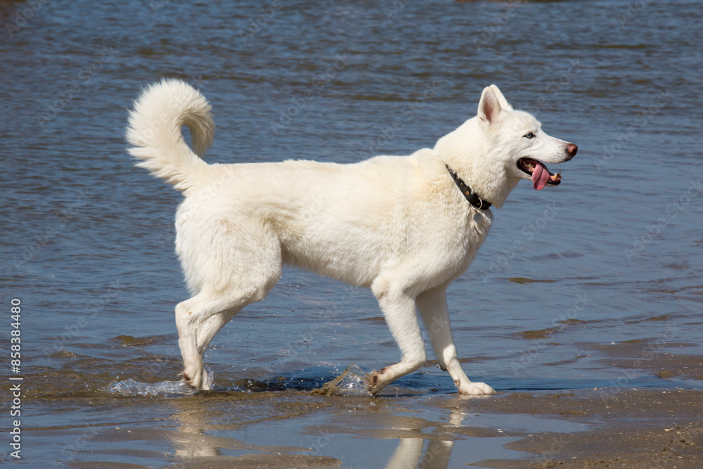 Hund am Strand/Meer