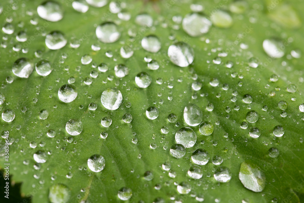 Alchemilla mollis. Lady's Mantle with rain drops in a garden, United Kingdom Alchemilla mollis. Lady's Mantle with rain drops in a garden, United Kingdom