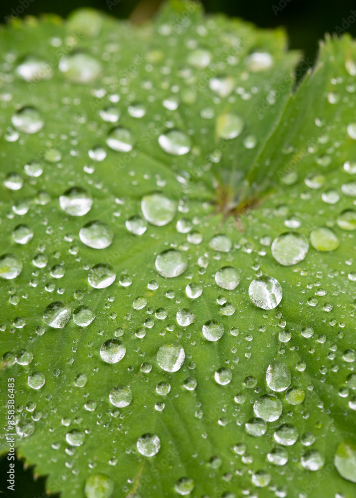 Alchemilla mollis. Lady's Mantle with rain drops in a garden, United Kingdom Alchemilla mollis. Lady's Mantle with rain drops in a garden, United Kingdom
