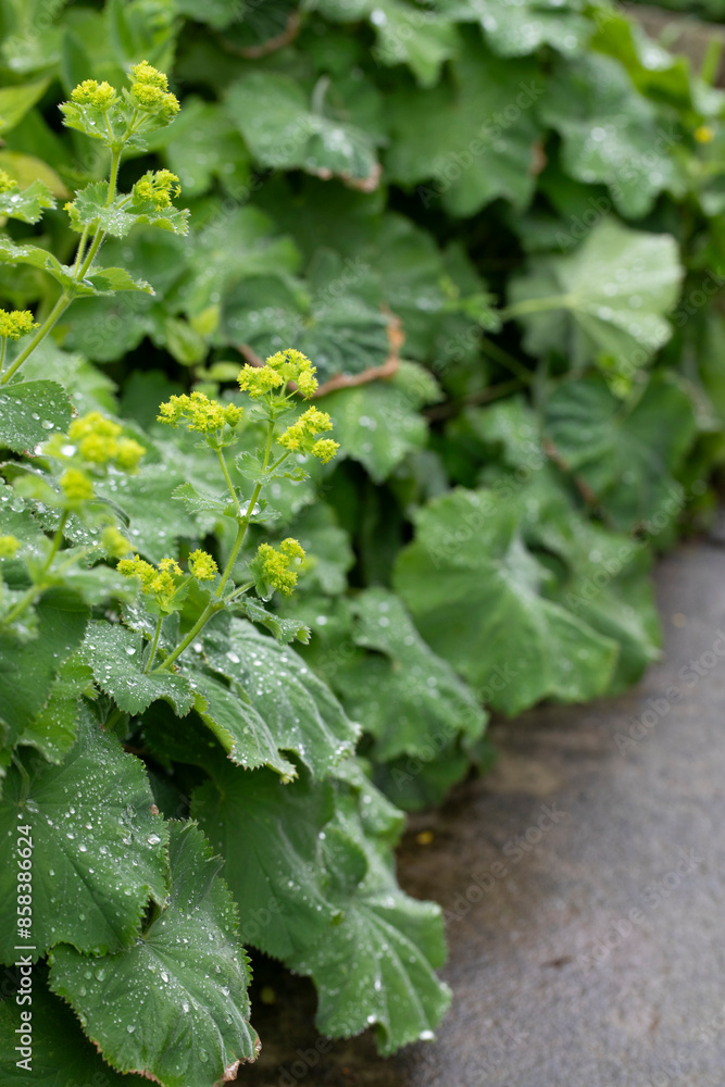 Alchemilla mollis. Lady's Mantle with rain drops in a garden, United Kingdom Alchemilla mollis. Lady's Mantle with rain drops in a garden, United Kingdom