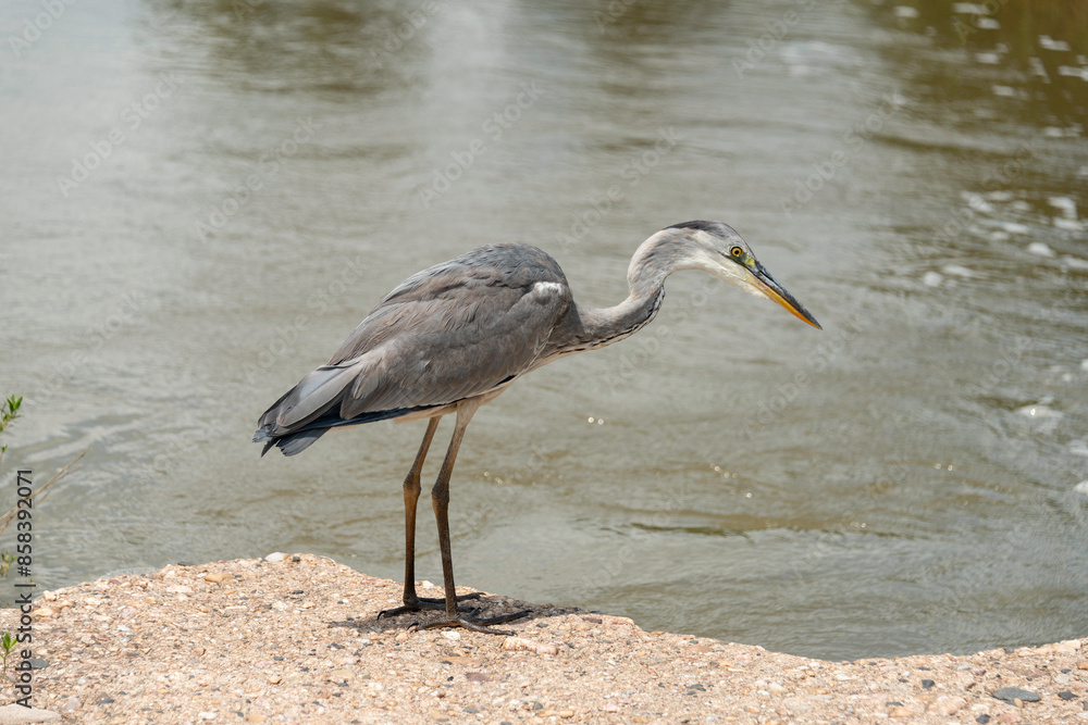 Fototapeta premium Héron cendré, Ardea cinerea, Grey Heron