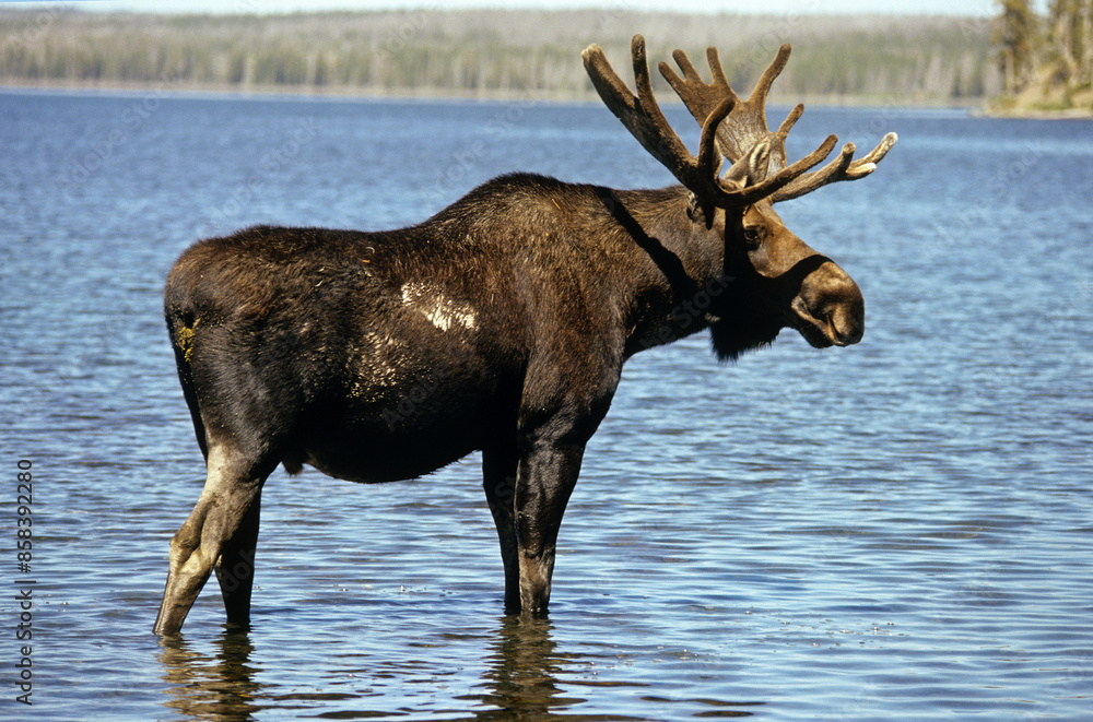 Elan d'Amerique, Orignal, Alces alces, Parc national du Yellowstone, U.S.A Elan d'Amerique, Orignal, Alces alces, Parc national du Yellowstone, U.S.A