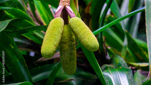 Benstonea kurzii (pandan sili, Srengseng, Pandanus caricosus, Pandanus kurzii). Benstonea kurzii is the name of a plant similar to pandan, which has a limited distribution (endemic) in Java photo