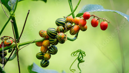 Bryonopsis laciniosa. Bryonies are occasionally grown in gardens and some species find use in herbal medicine photo