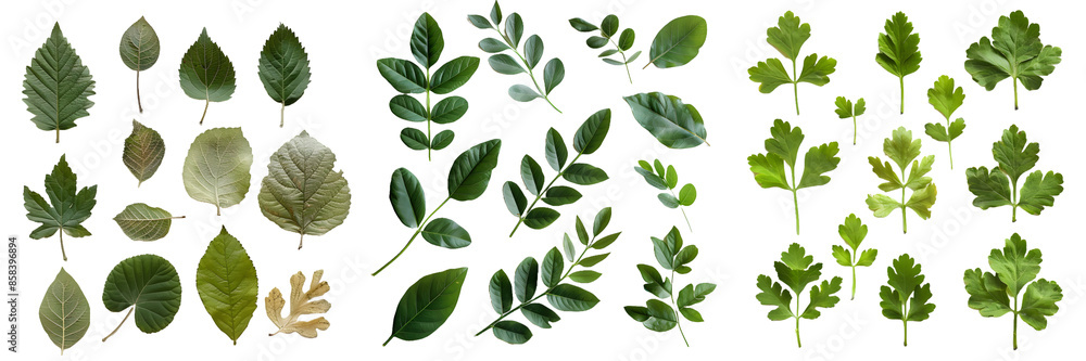 Various green leaves collection isolated on white background Various green leaves collection isolated on white background