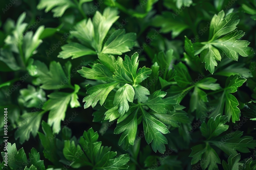 A detailed view of a cluster of green leaves A detailed view of a cluster of green leaves