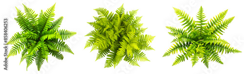 green fern plants in top view isolated on transparent or white background