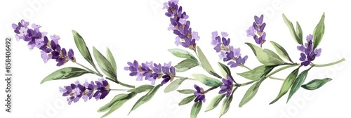 Watercolor Flower Stems. Lavender Flowers Organic Herb with Lilac Blossoms in Botanical Drawing