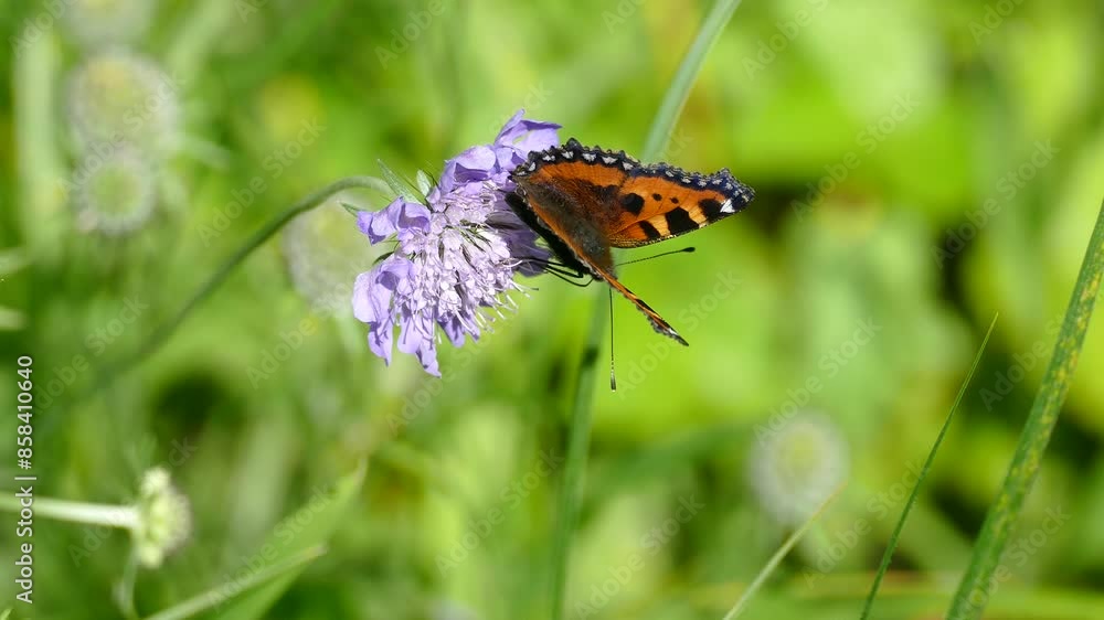 Small Tortoiseshell Butterfly (Aglais urticae) moving around on a small scabious in Zurich, Switzerland Small Tortoiseshell Butterfly (Aglais urticae) moving around on a small scabious in Zurich, Switzerland