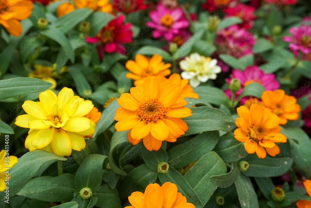 Closeup of colorful flowers Closeup of colorful flowers