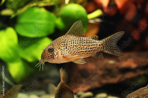 Guarana Cory Catfish (Corydoras eversi) from Amazon river photo