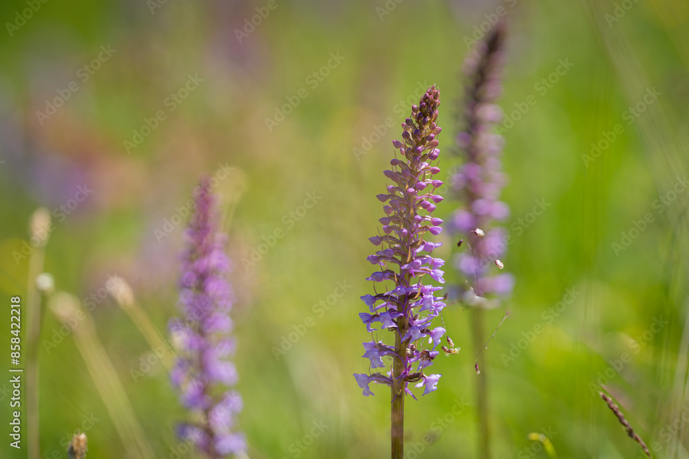 Fragrant orchid, chalk fragrant orchid (Gymnadenia conopsea) in flower in meadow. Flowers of Gymnadenia conopsea, fragrant orchid close up on a meadow in summer. Meadow background. Fragrant orchid, chalk fragrant orchid (Gymnadenia conopsea) in flower in meadow. Flowers of Gymnadenia conopsea, fragrant orchid close up on a meadow in summer. Meadow background.